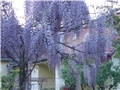 glicinija